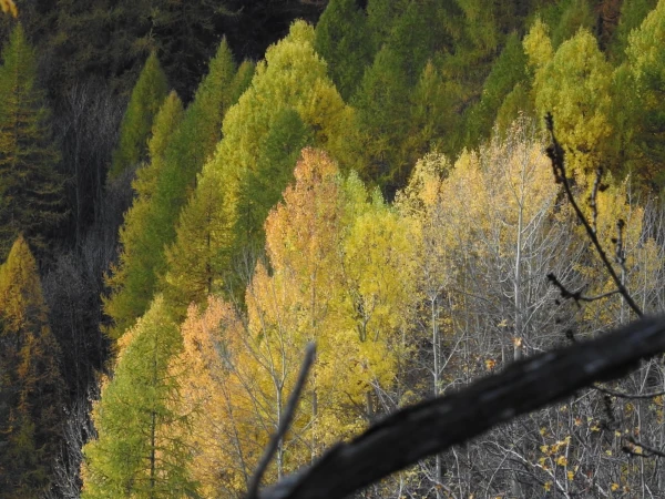 Parco Naturale Gran Bosco di Salbertrand